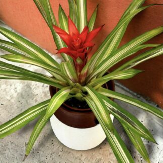 Kyoto Japanese-inspired self-watering planter, 3D printed by 3D Maker Co Berwick VIC